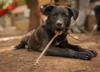 Dog looking at camera playing with stick