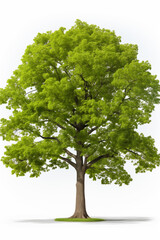 oak tree with green leaves on a white isolated background