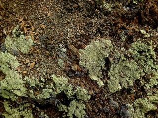 superficie, fondo, abstracto de montaña, rocas, desmenuzadas, agrietadas, con musgos, frescos,...