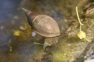 Nahaufnahme einer Spitzschlammschnecke im Wasser eines Gartenteich, Deutschland