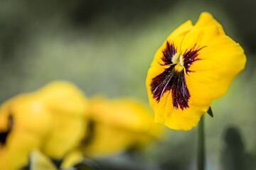 Nahaufnahme eines Garten-Stiefmütterchen Blume mit bunten Blüten in einem Blumengarten,...