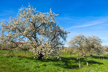 Blooming cherry trees under a white-blue sky in Frauenstein/Germany in the Rheingau