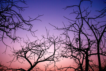 Time of trees mountains and sky