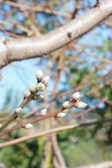 Almond tree branches blooming.