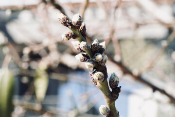 Almond tree branches blooming.