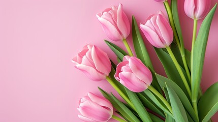 Fototapeta premium pink tulips flower on bright pink background
