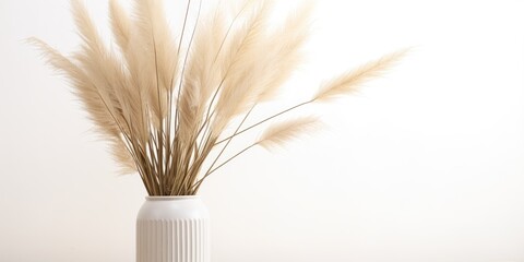 Fototapeta na wymiar Pampas grass in vase, white background. Decoration element for design purposes. Dried, fluffy gray-beige plant.