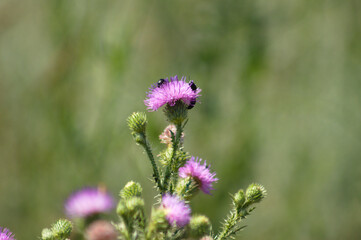 Closeup of spiny plumeless thistle flower with insects on it