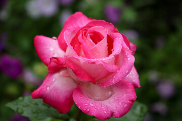 Pink Rose Black Background. Pretty Pink Rose. Pink Roses Garden Flowers. Climbing roses. Flower garden. Beautiful rose. Beautiful flowers.