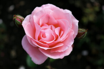 Pink Rose Black Background. Pretty Pink Rose. Pink Roses Garden Flowers. Climbing roses. Flower garden. Beautiful rose. Beautiful flowers.