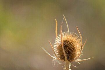 Closeup of brown wild teasel seeds with blurred background