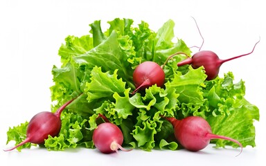 Green salad leaves and red radish on a white background