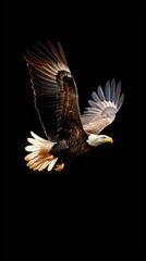 Fototapeta premium an eagle flying on black background