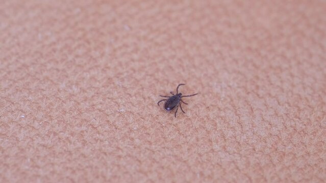 parasitiform tick Ixodidae, blood-sucking parasites crawls on skin, Acariformes, carrier of dangerous disease encephalitis, illness symptoms, tick-borne disease prevention strategies, research studies