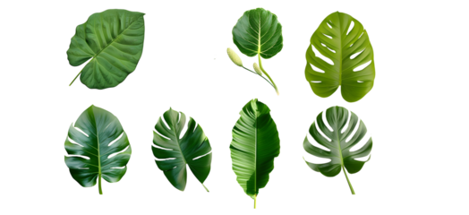 Set of tropical green leaves isolated on white background 