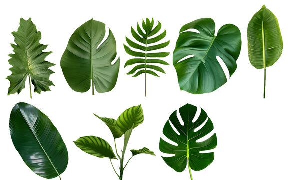 Set of tropical green leaves isolated on white background 