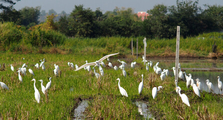 white bird egret in rice farmming and water refection 