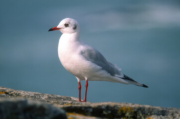 Mouette rieuse, chroicocephalus ridibundus, Black headed Gull