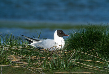 Mouette rieuse, nid,.Chroicocephalus ridibundus, Black headed Gull