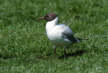Mouette rieuse, chroicocephalus ridibundus, Black headed Gull