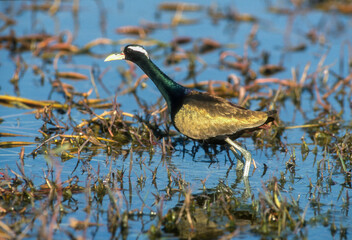 Jacana bronzé, jacana indien,.Metopidius indicus, Bronze winged Jacana, Parc national de Keoladeo, Inde