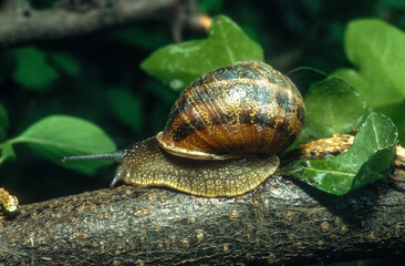Gros Gris, escargot, Helix Aspersa Maxima
