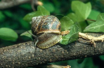 Gros Gris, escargot, Helix Aspersa Maxima