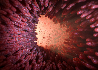 Red microvilli on small intestine tract lining in human body. 3D rendering.