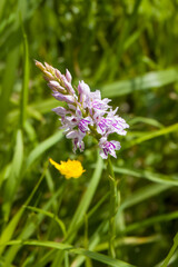broad leaved marsh orchid dactylorhiza majalis