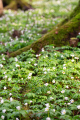 Blooming white anemones in the forest