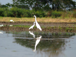 white bird egret in rice farmming and water refection 