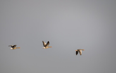 three wild geese flying in line