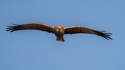 western marsh harrier in flight