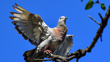Fototapeta premium Winged dove.