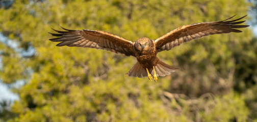 western marsh harrier in flight	