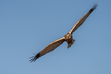 The marsh harrier in flght