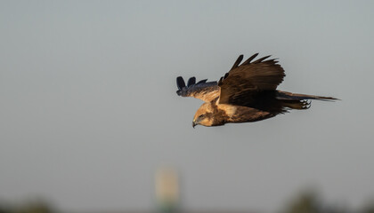 western marsh harrier in flight	