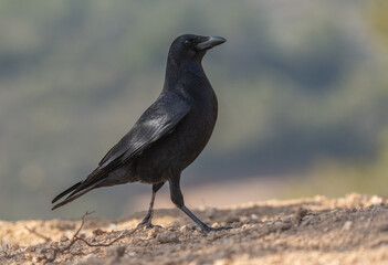 The carrion crow on the ground