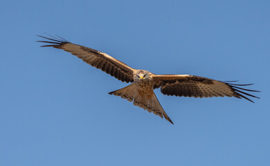 western marsh harrier in flight	