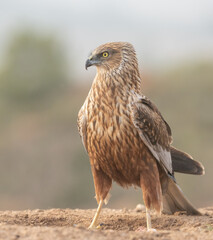 male western marsh harrier on the ground