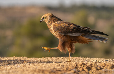 western marsh harrier on the ground