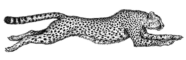 Vintage engraving isolated leopard set panther illustration ink sketch. Africa wild cat cheetah background jaguar animal silhouette art. Black and white hand drawn image	