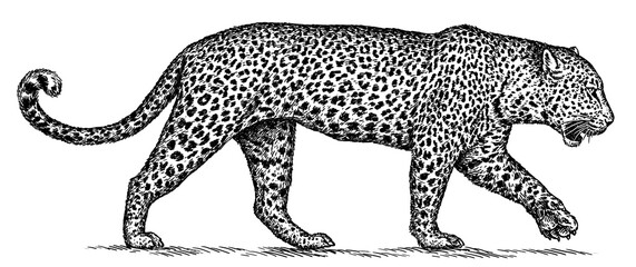 Vintage engraving isolated leopard set panther illustration ink sketch. Africa wild cat cheetah background jaguar animal silhouette art. Black and white hand drawn image	