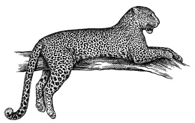 Vintage engraving isolated leopard set panther illustration ink sketch. Africa wild cat cheetah background jaguar animal silhouette art. Black and white hand drawn image	