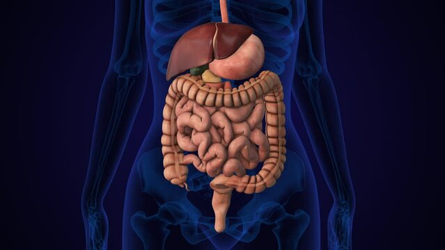 Human Digestive System Anatomy Animation Concept