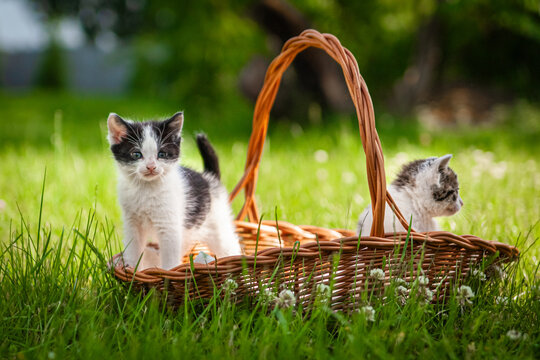 Cute Kittens In A Basket In Summer