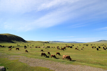 Animals grazing in the Mongolian steppe