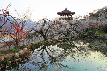 the view of the village with plum blossoms in bloom
