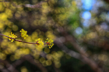 a landscape of Cornus fruit