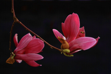 a view of pink magnolia flowers blooming